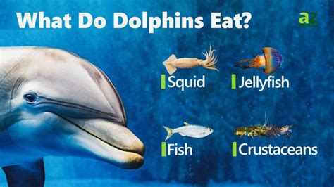 the diet of a dolphin